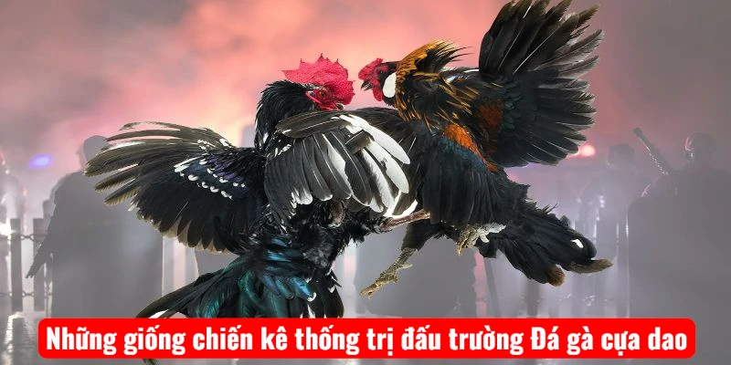 Những giống chiến kê thống trị đấu trường Đá gà cựa dao